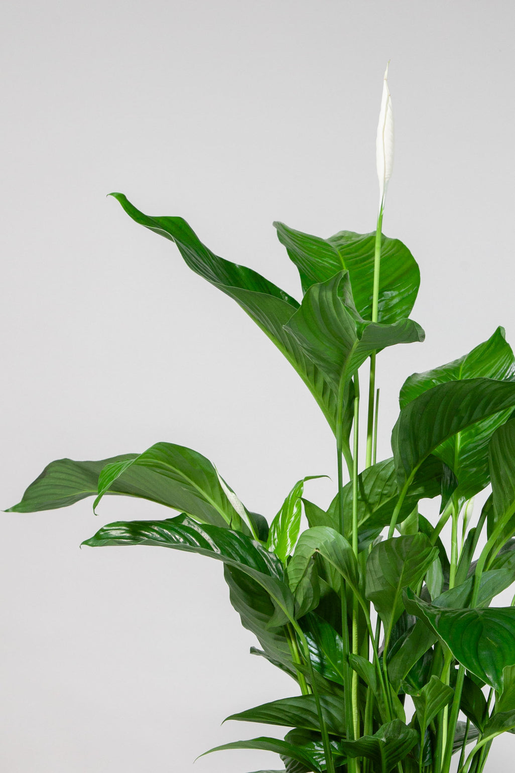 files/IndoorPlants-StudioShots13.11.2023-606.jpg